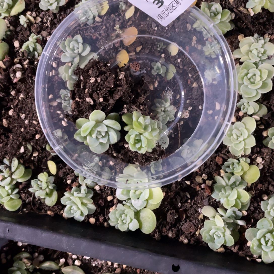 ****梨采访一物一拍381….