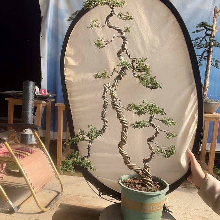 无花朵济州真柏盆景老桩