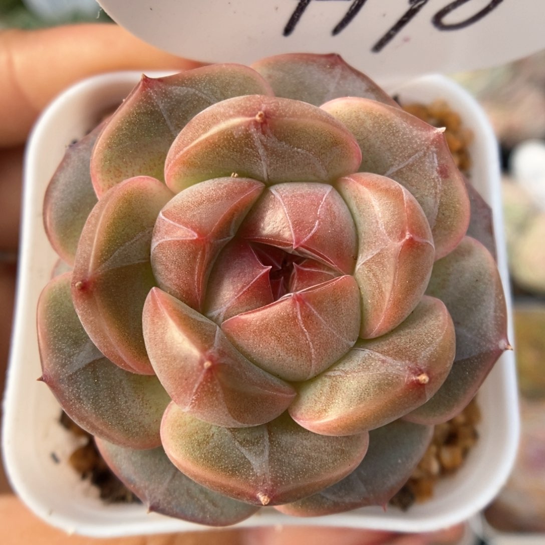 梦岚新品可拍4998号