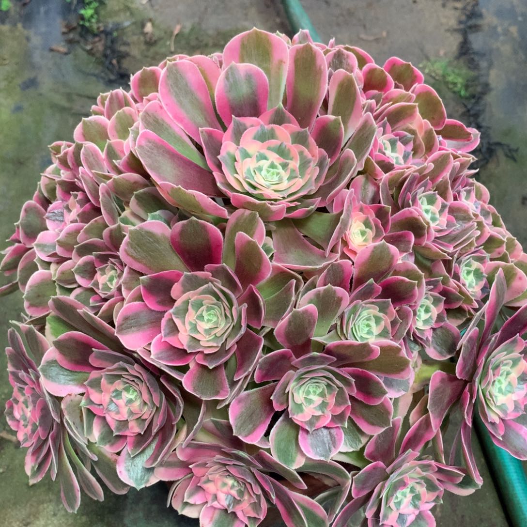 粉女郎，多肉植物的