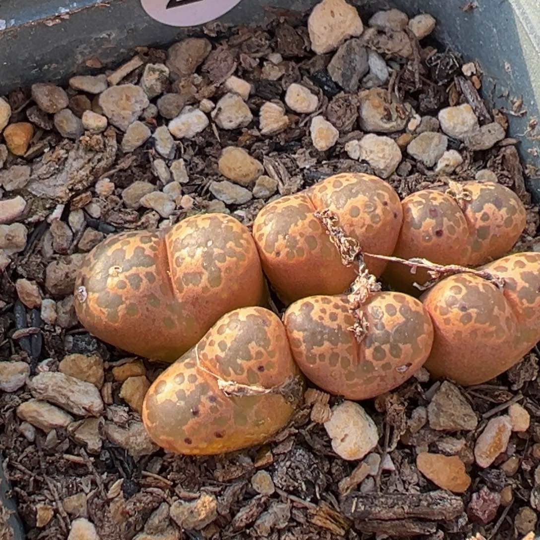 多肉植物111111111111