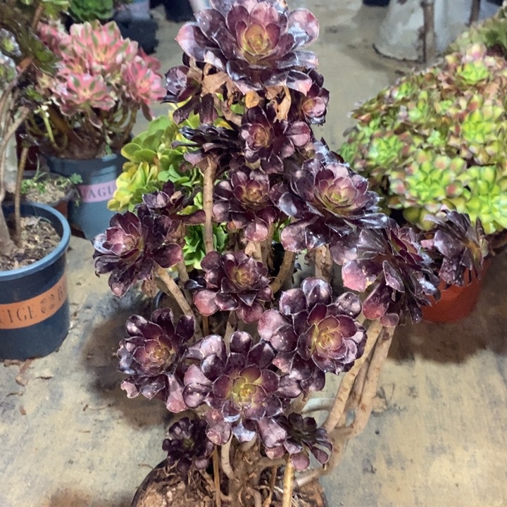 黑法多肉植物56。 