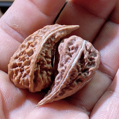 文玩核桃把件无极