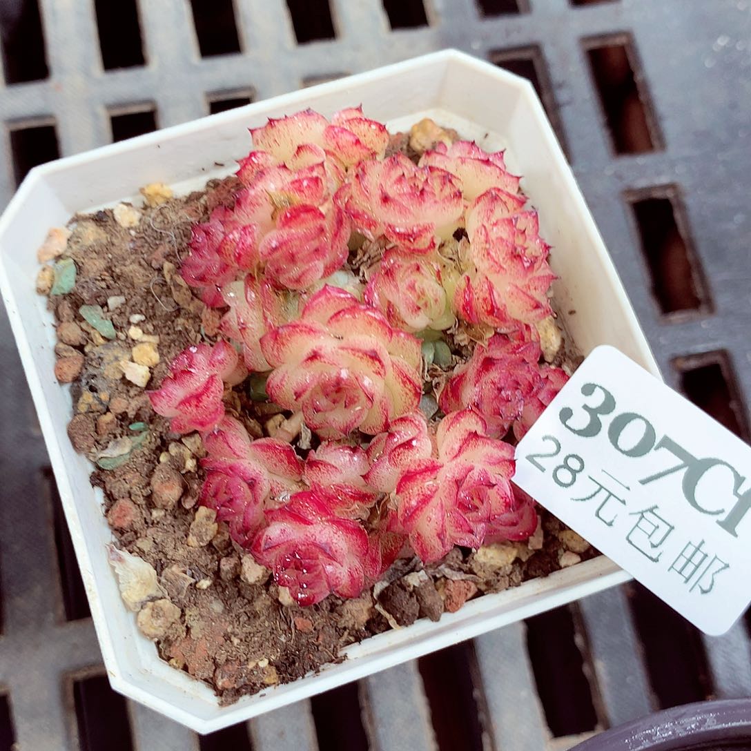 5厘米盆精控多肉307