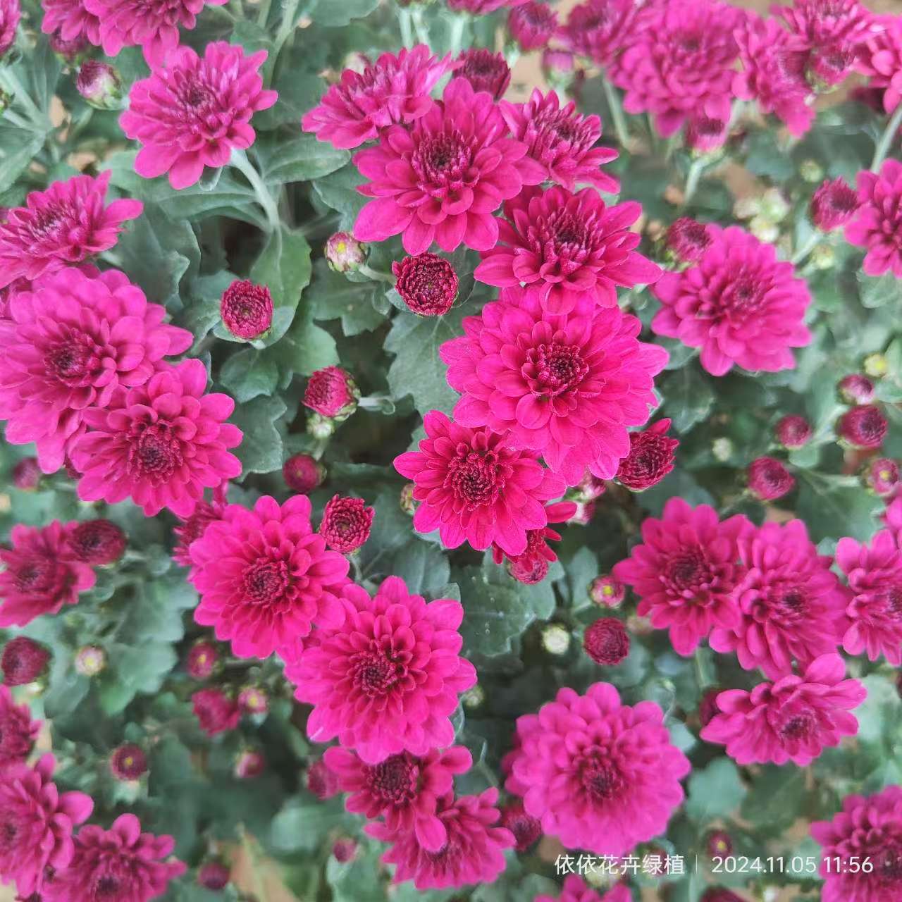 【紫球菊】盆栽花苗发货花量多花期长多年生宿根菊花品种