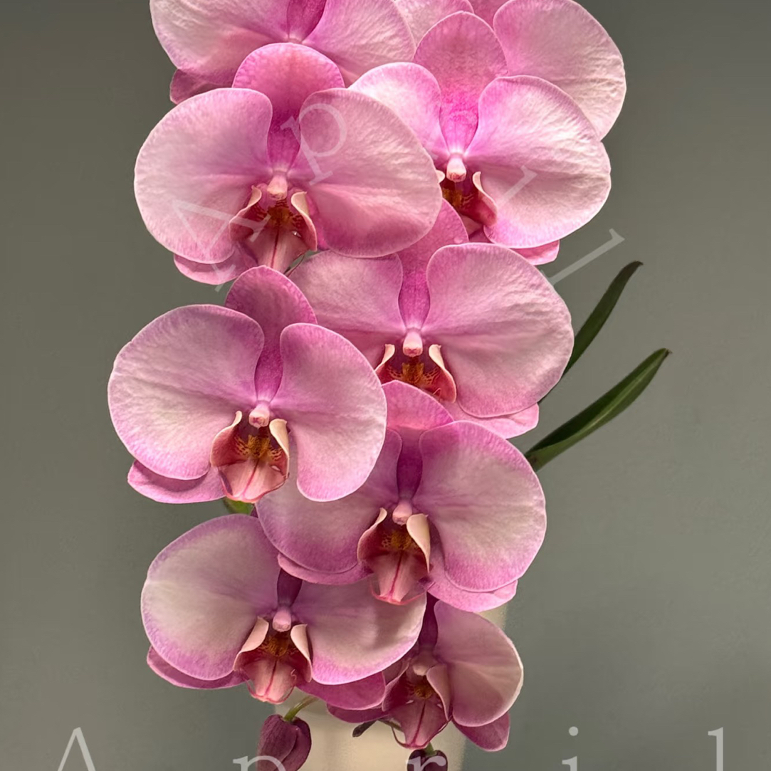 复古色新品种：湘妃3寸开花株