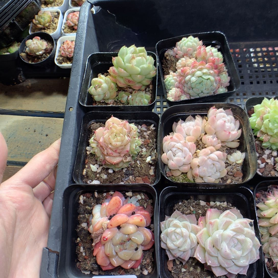 X149y y y y y y y y y