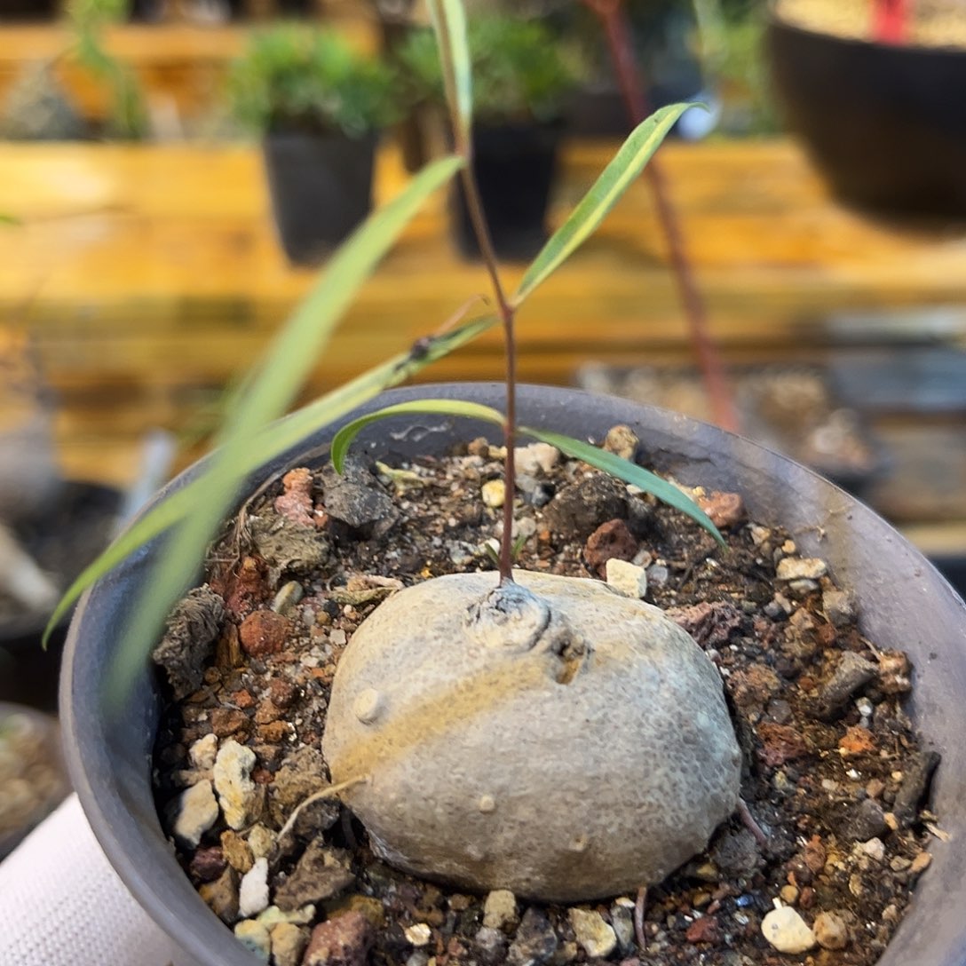 汤圆植物润肺草漂亮