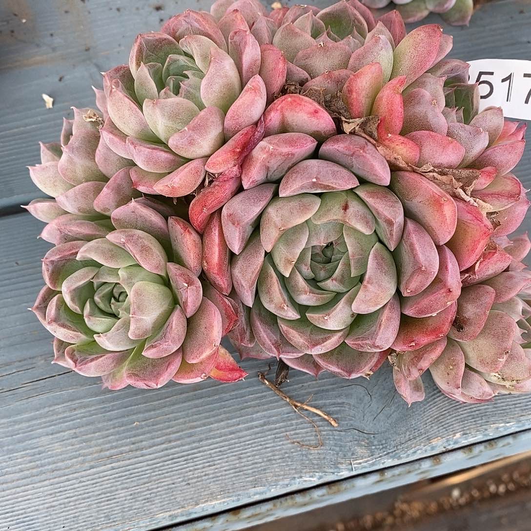 8***03517杂交老桩基地～14厘米