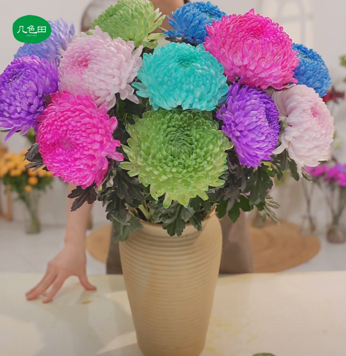 混色牡丹菊----牡丹菊云南直发鲜花云南花插花鲜花 