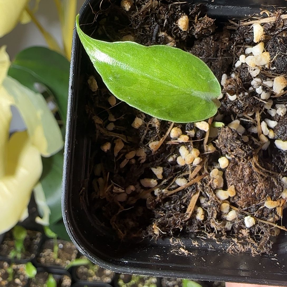 一***沙不开花植物龟背竹