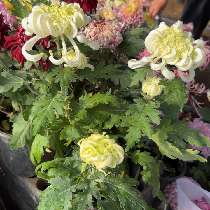 E***s完全开放白夔龙菊