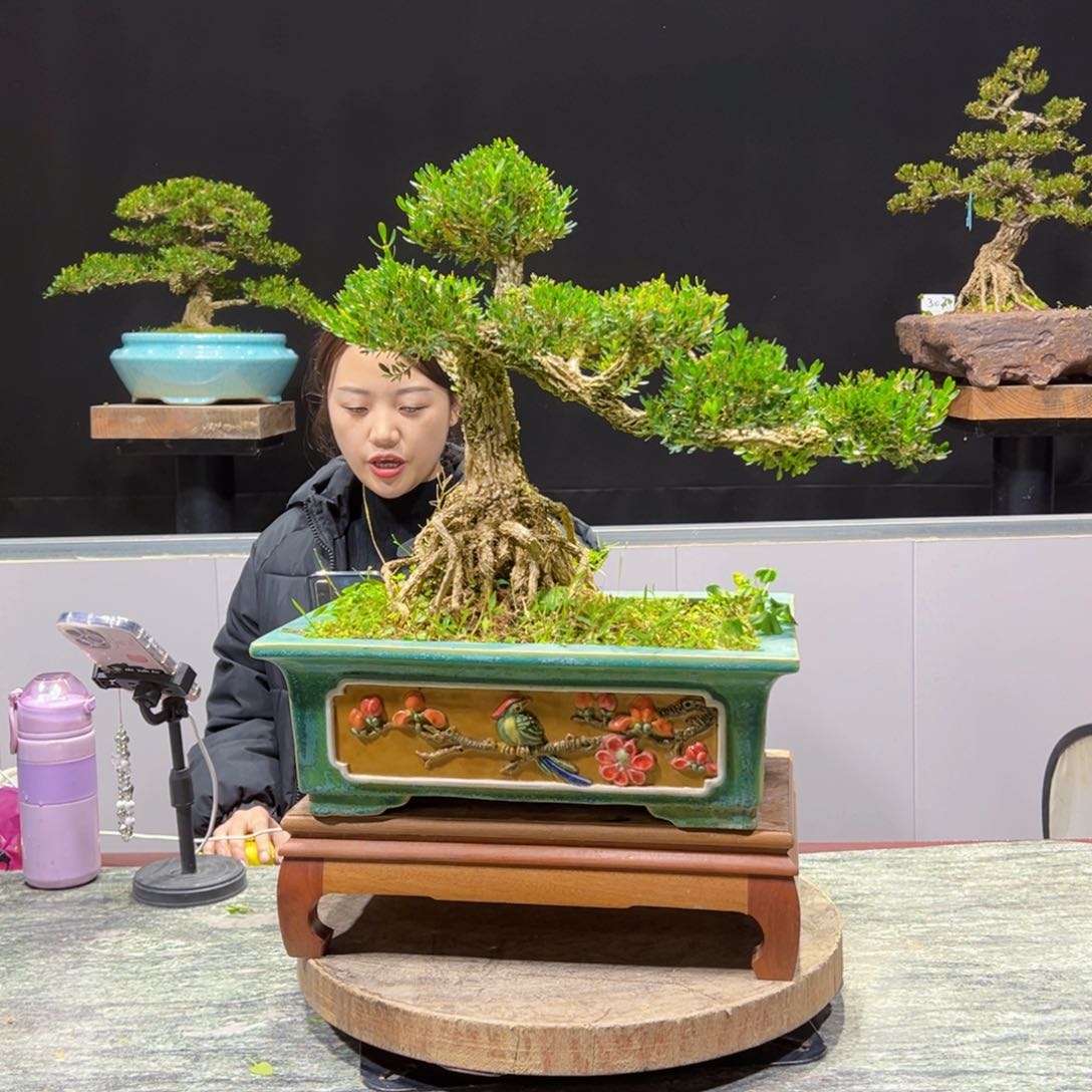 绿植黄杨盆景盆景