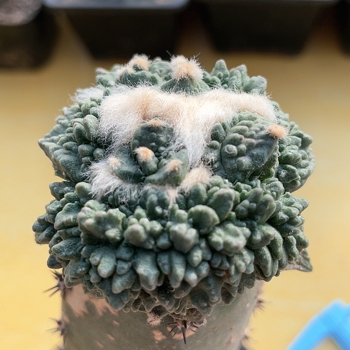 仙人球袖浦接怒涛054