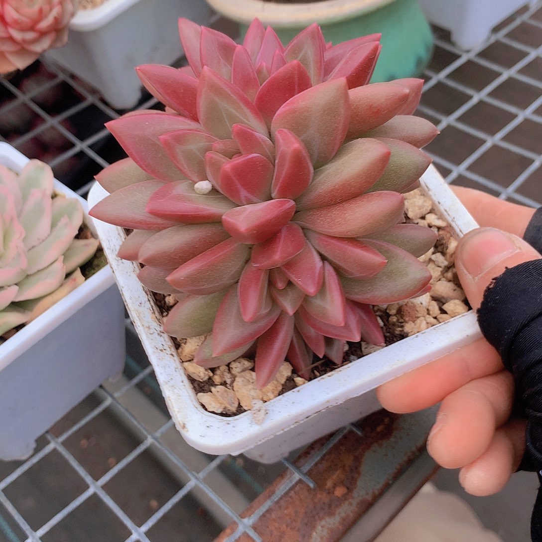 迷雾泡泡缀化一物一拍467899