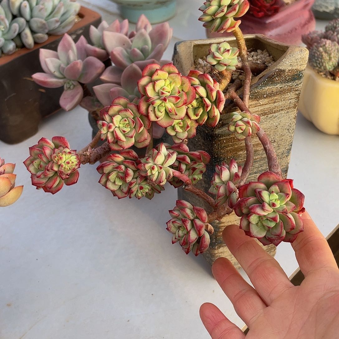 探戈多肉多肉多肉