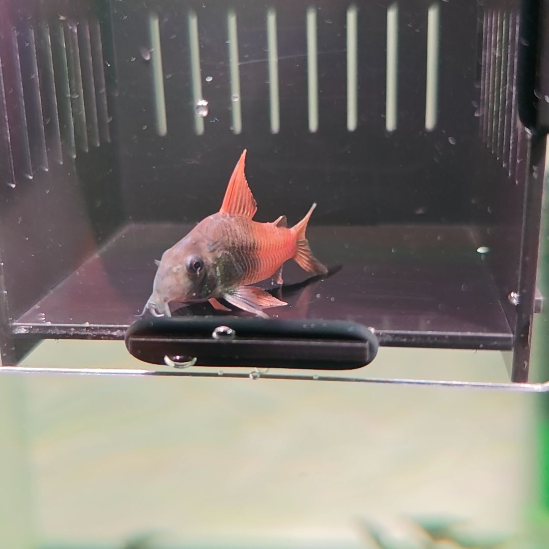 灯科鱼阴阳红帆鼠鱼