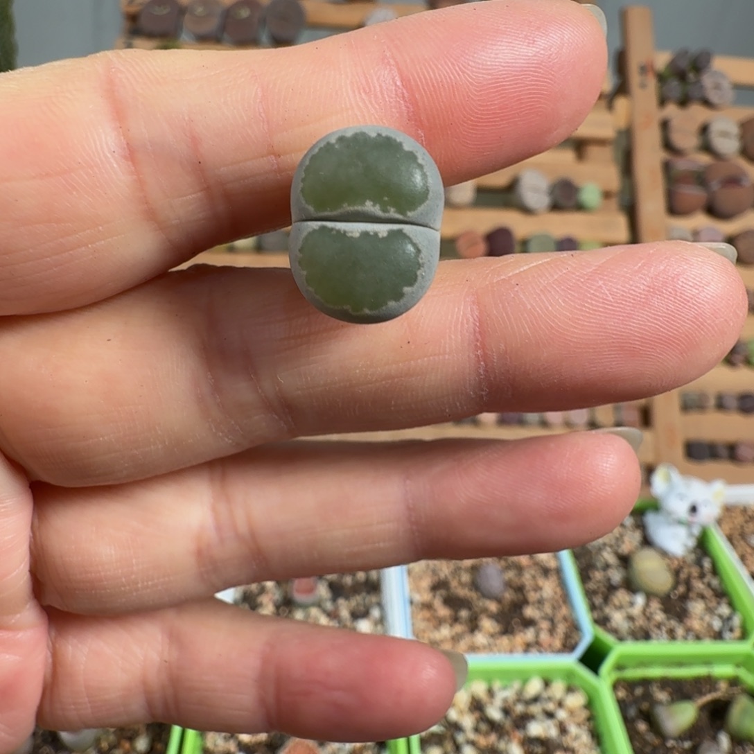 全窗李脱土发货。1