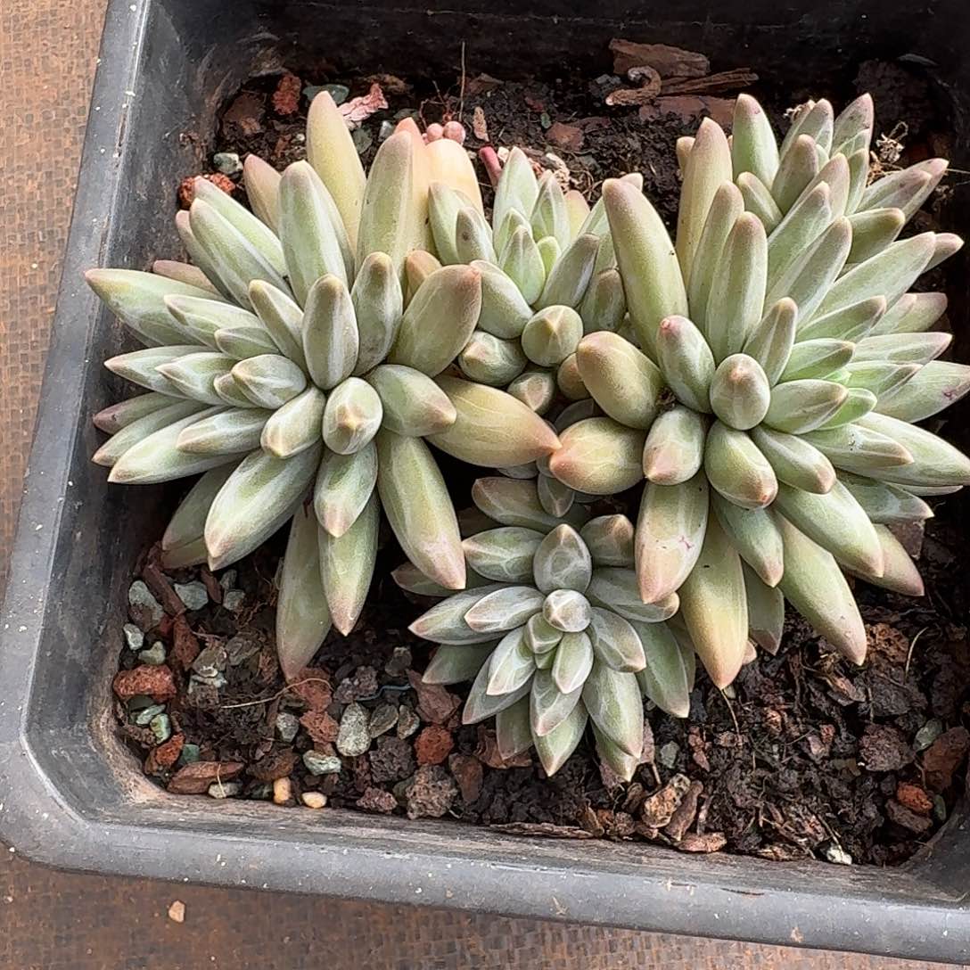 伊卡鲁斯多肉植物