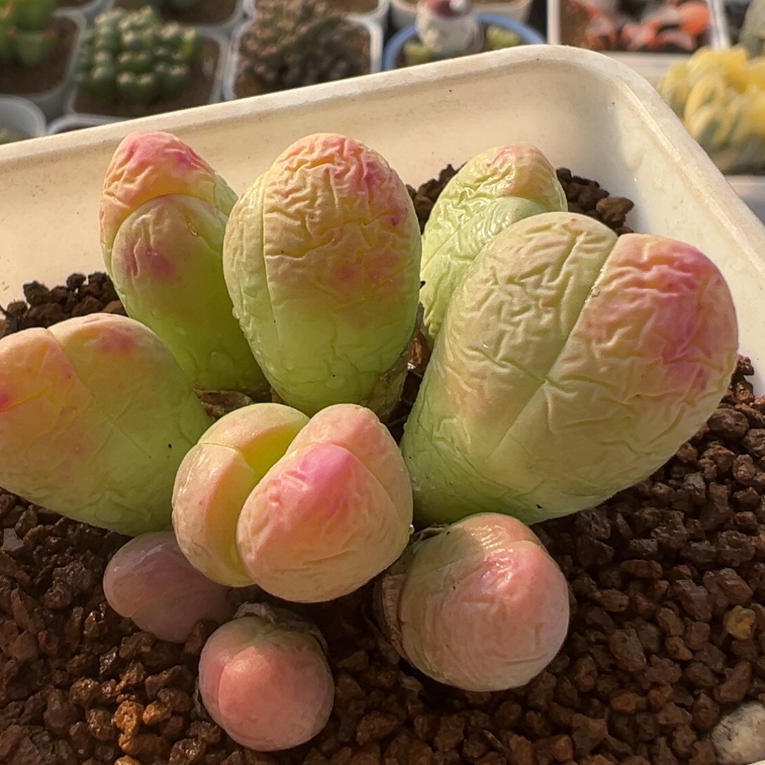 85多肉植物百科银光玉