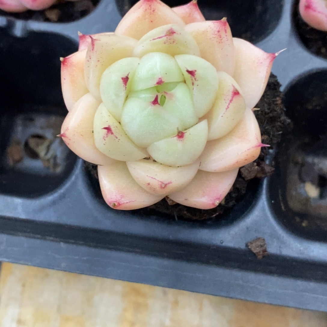 精品多肉一物一拍不包整12