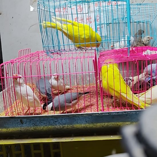 大***熊文鸟黄色鹦鹉一只公鸟