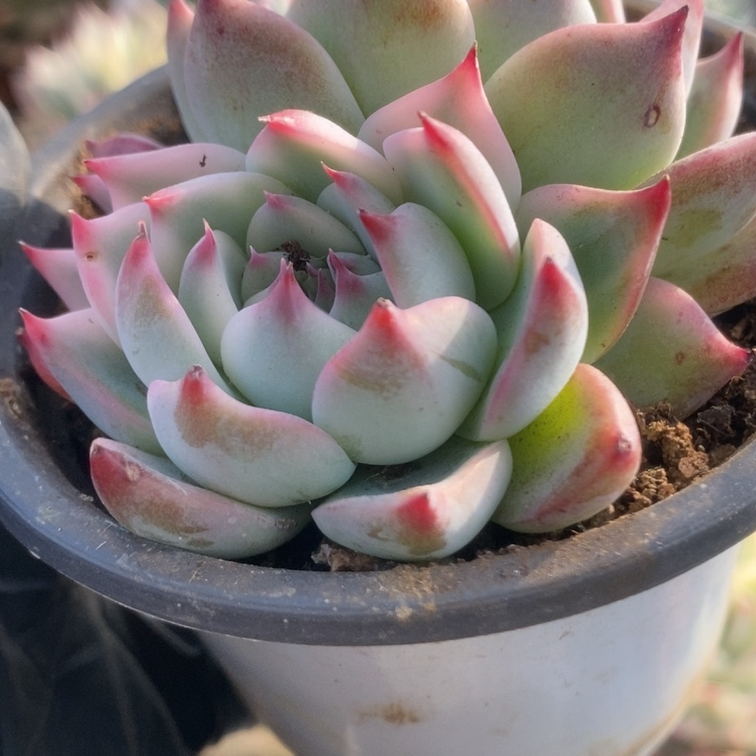 190锦锦锦锦锦锦锦锦