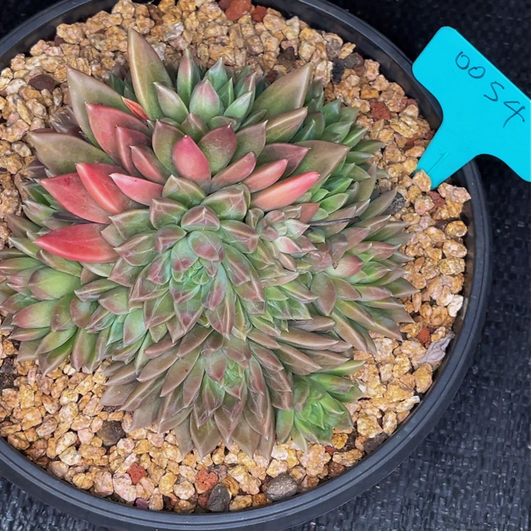 0054号晚上多肉植物群生多肉