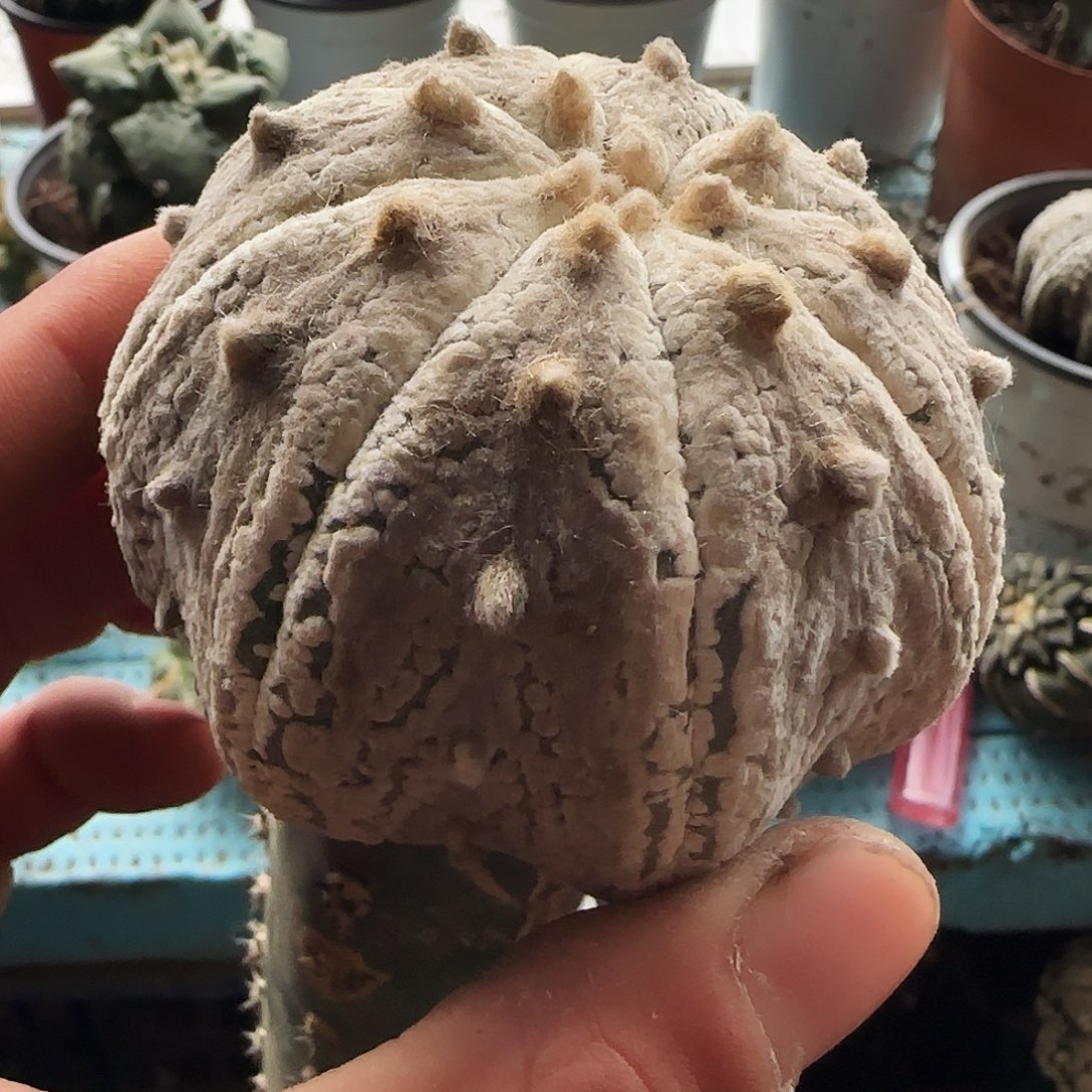 浓白海星631仙人球开花