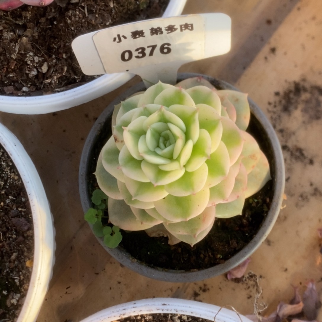 376蜡牡丹锦锦锦锦锦