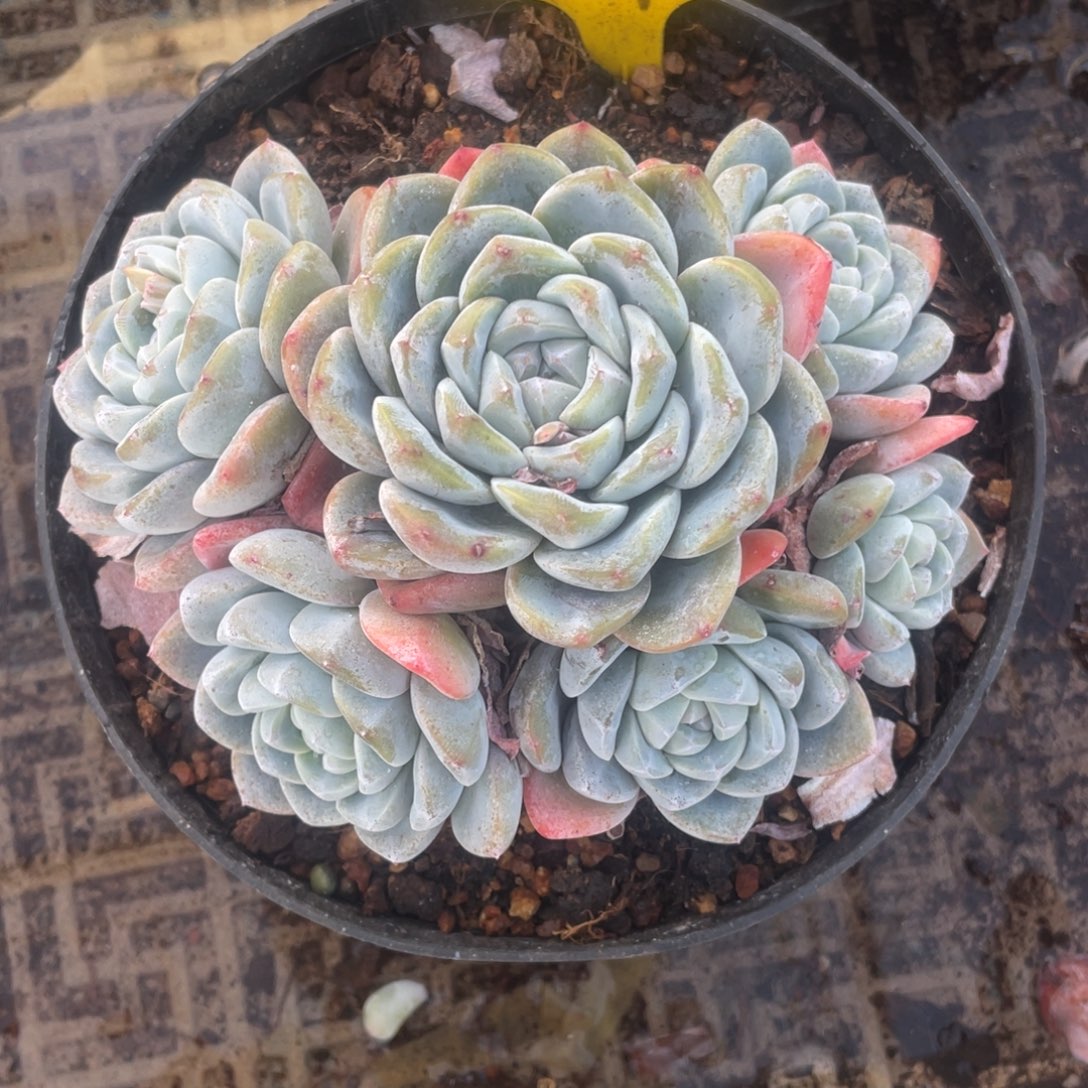 9号冰玉群生多头的