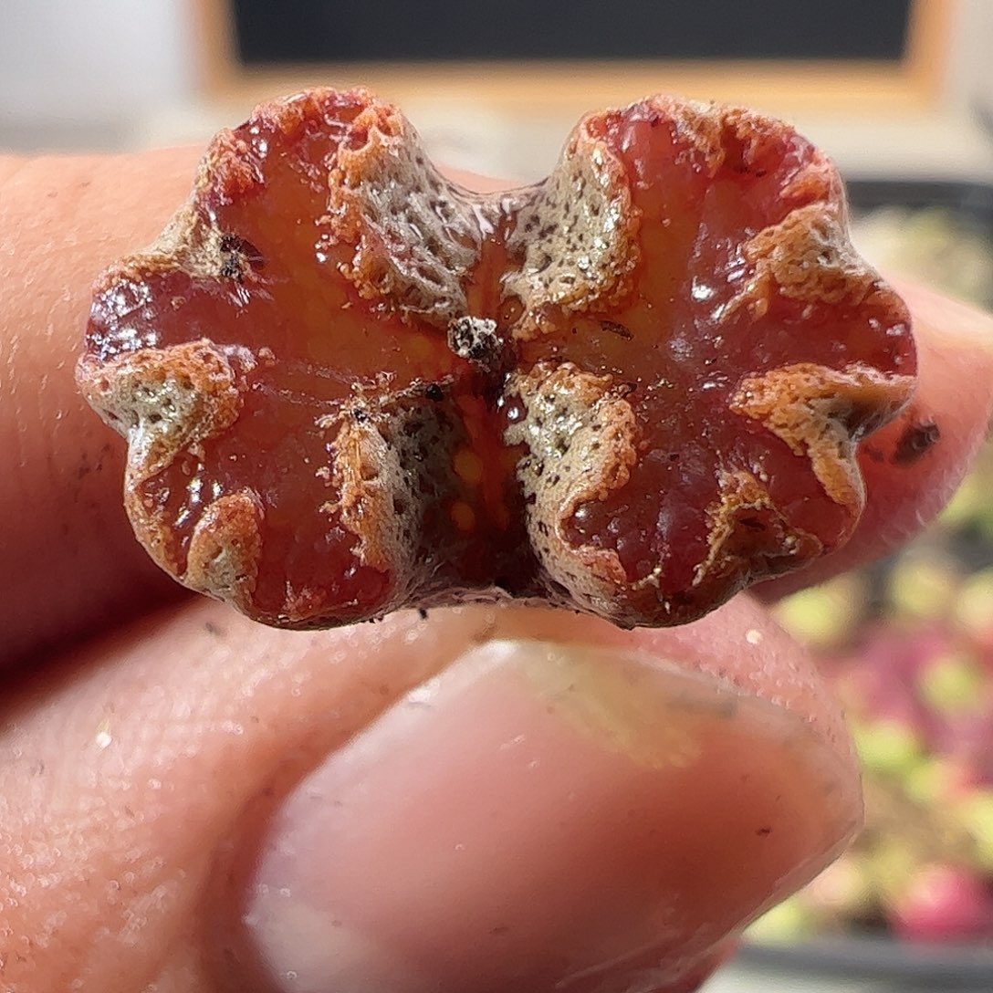 一物一拍。         838