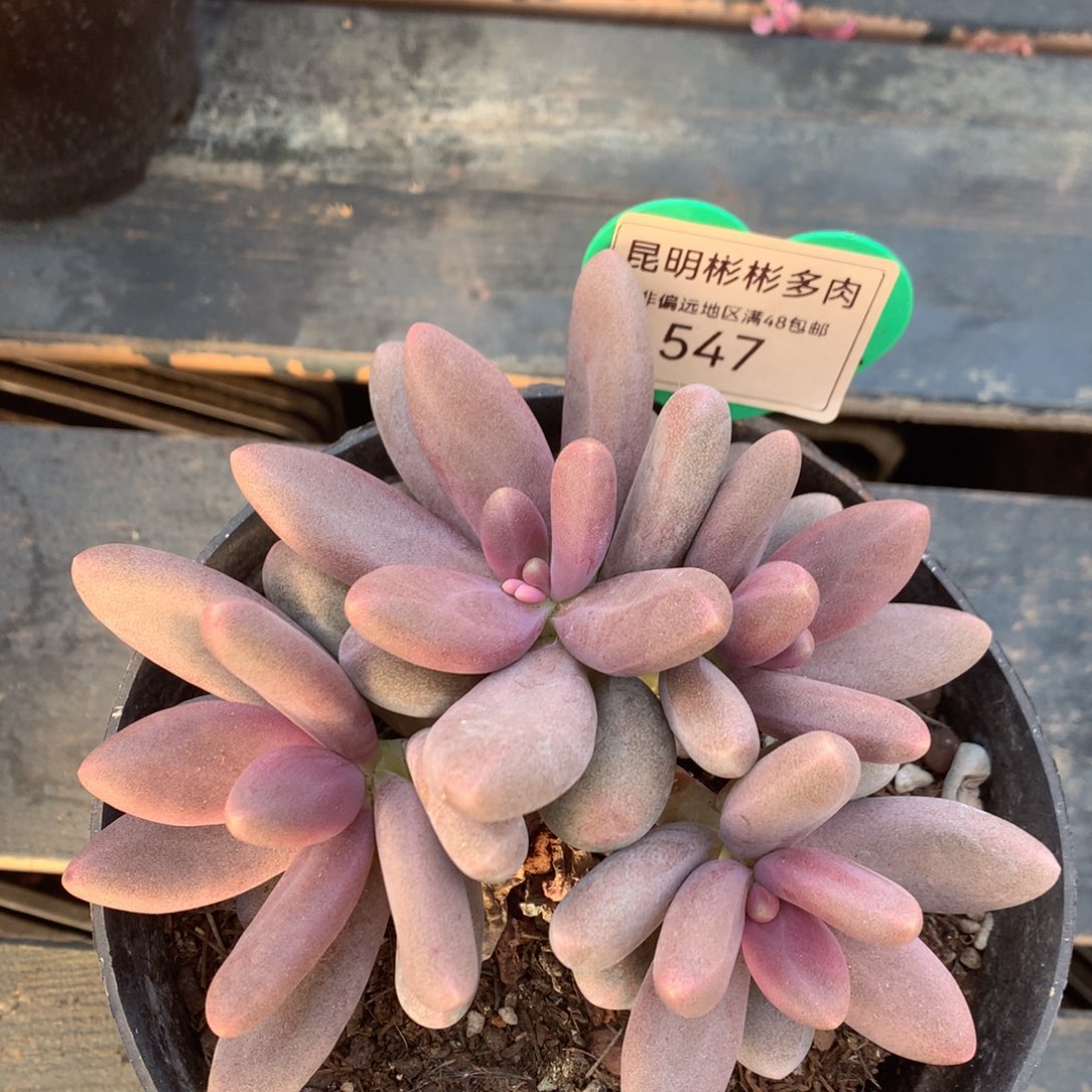 糖果美人老桩无砍547