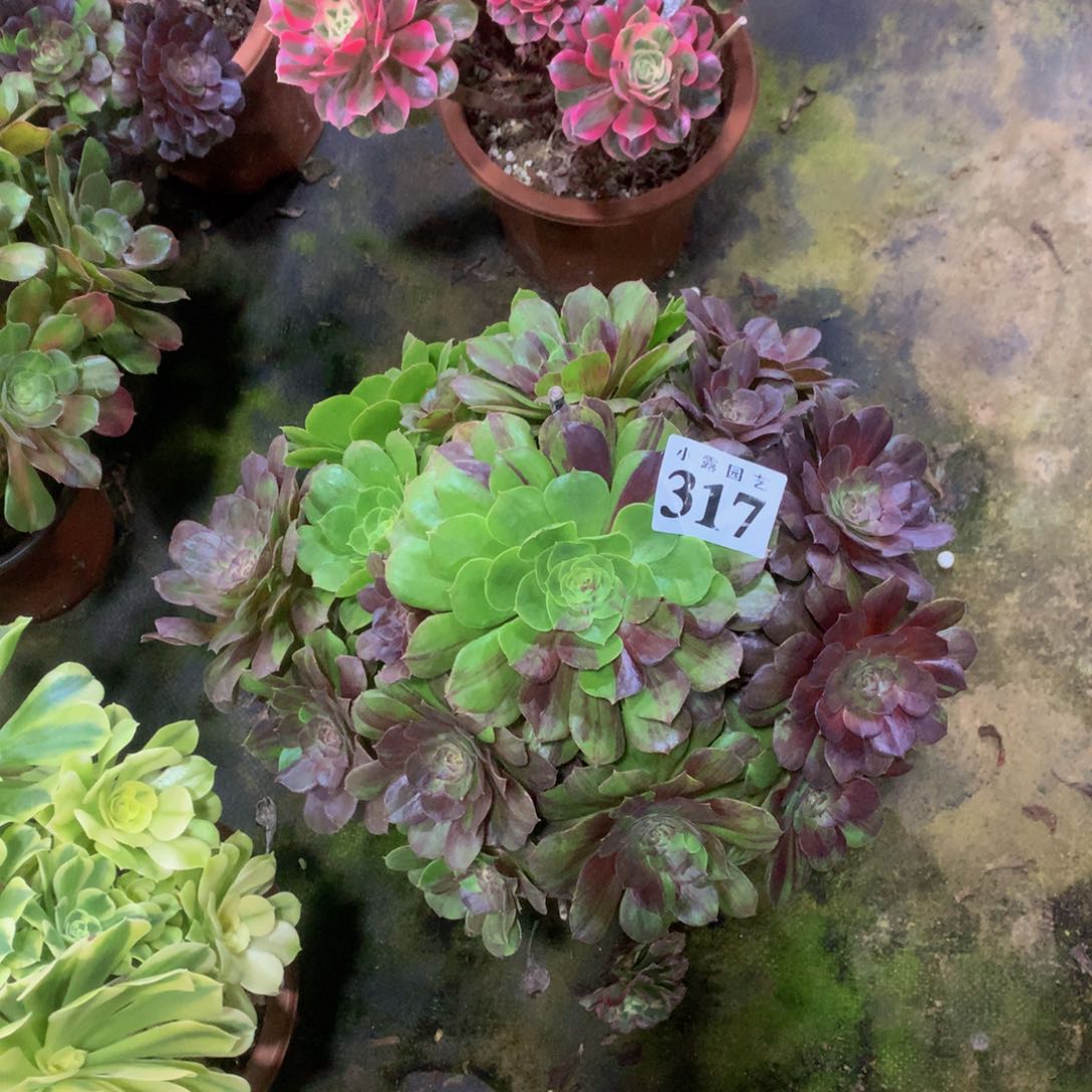 多肉植物317花月夜88888888