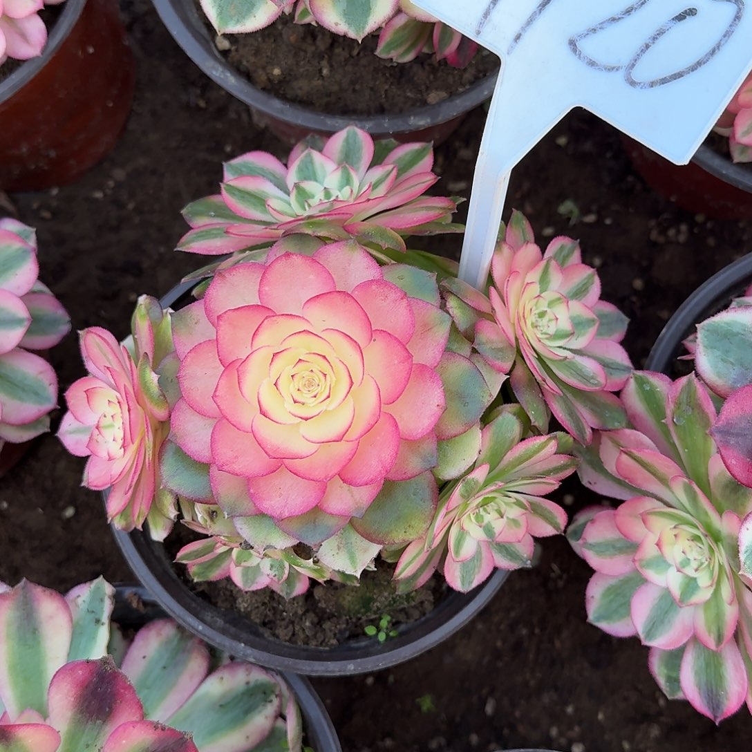 4120荔枝多肉法师多肉