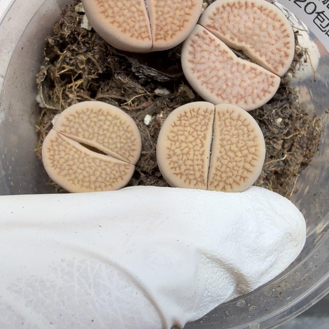 你说吧别管他们075好