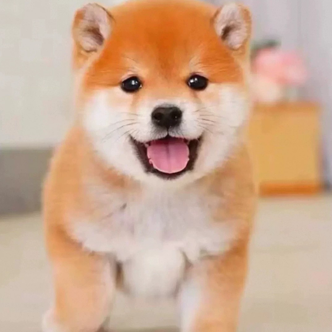比熊博美柴犬活体狗狗饲养指南