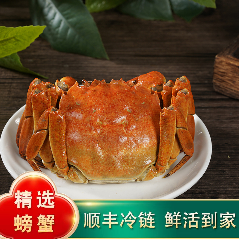 【江苏活蟹】全母淡水精挑大闸蟹3.1-2.8两10只礼盒装顺丰包邮