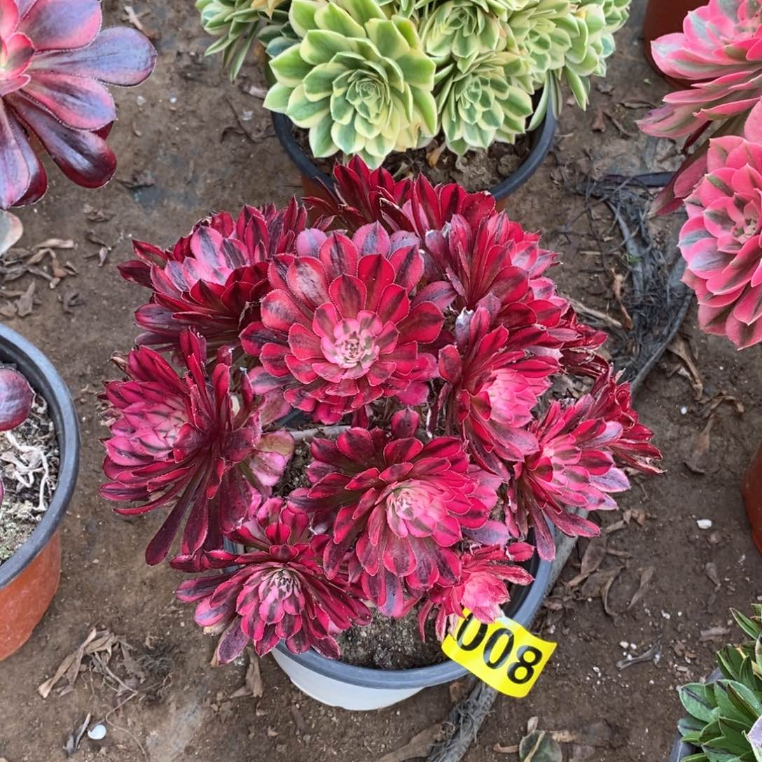 红同白丛林多肉法师008