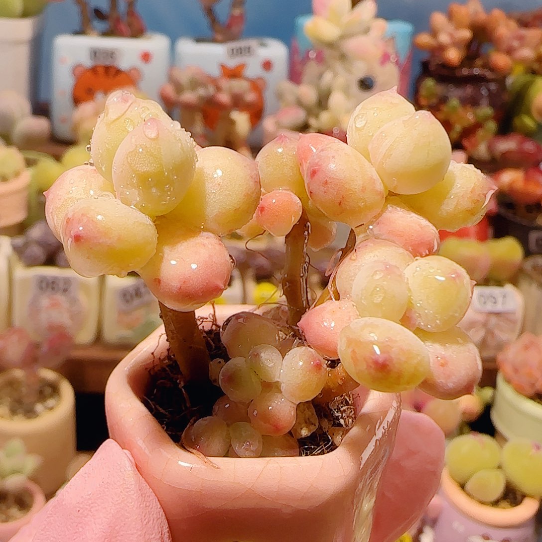 T仙女彩虹盆口2.5cm