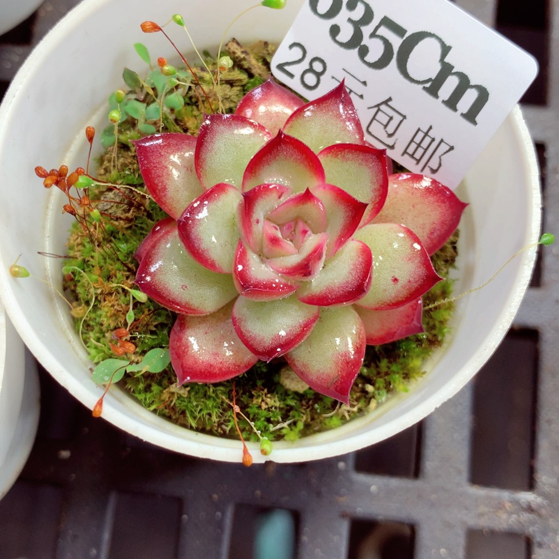 5厘米盆精控多肉635