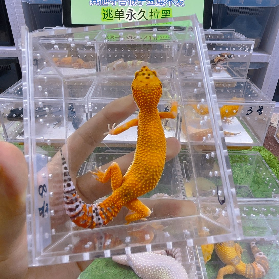 豹纹守宫守宫可爱好看迷人气质