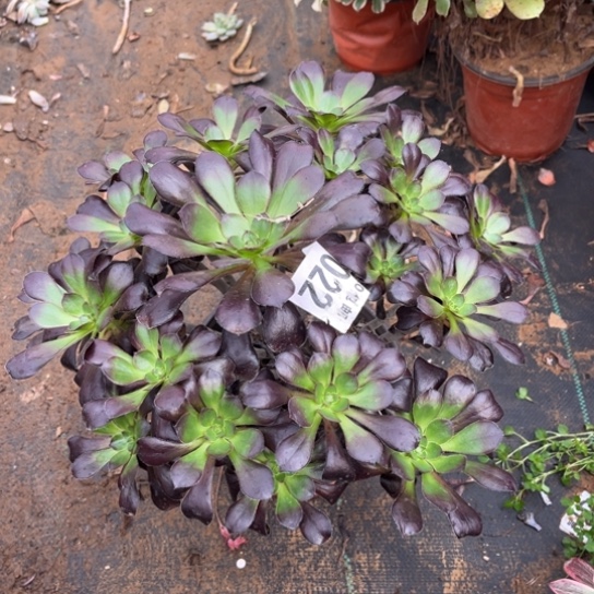 022黑元叶不包断枝