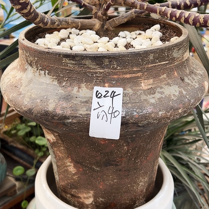 景德镇精品花盆栽适合盆