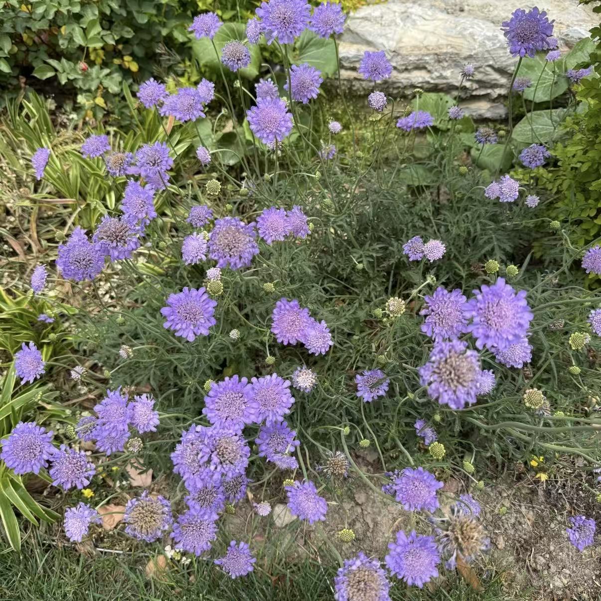【蓝盆花】阳台庭院宿根植物草本多年生易养活花境耐寒