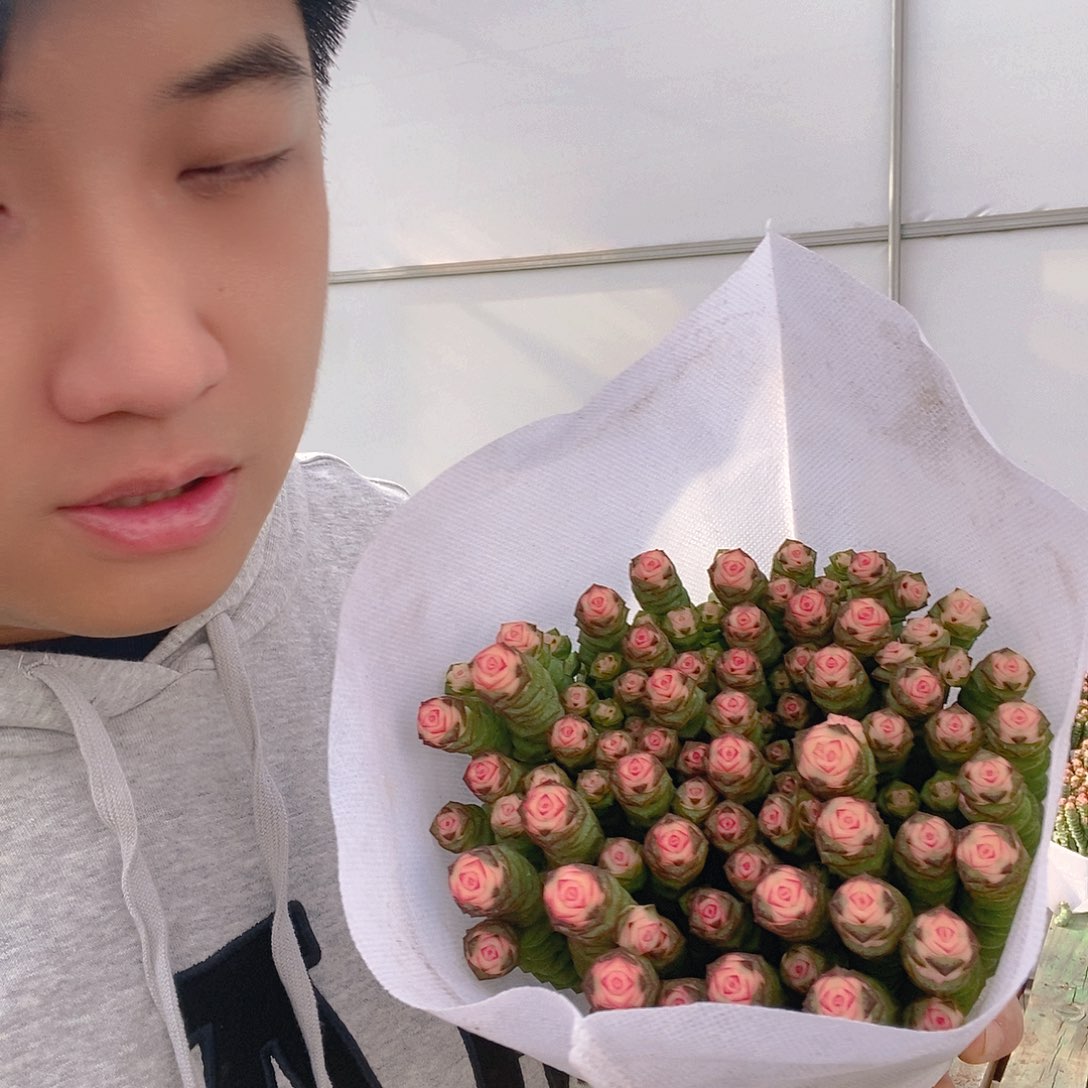 牡丹钱串大盆40头起