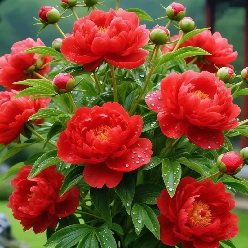 重瓣芍药花苗四季播种开花带芽大根块种球御前表演多年生花卉盆栽