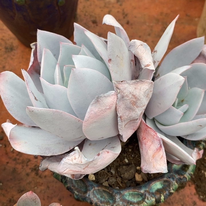 广寒宫杂无砍老桩