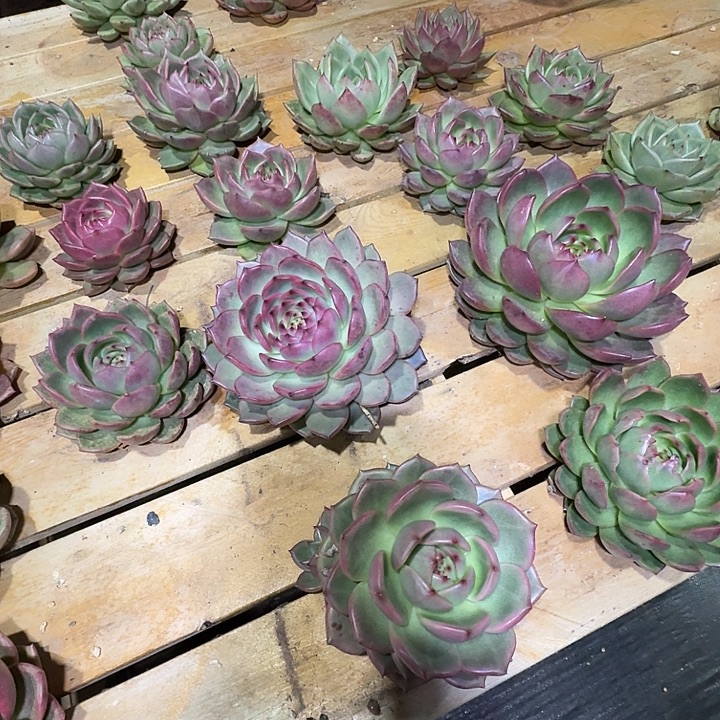 是因为心的善良所以