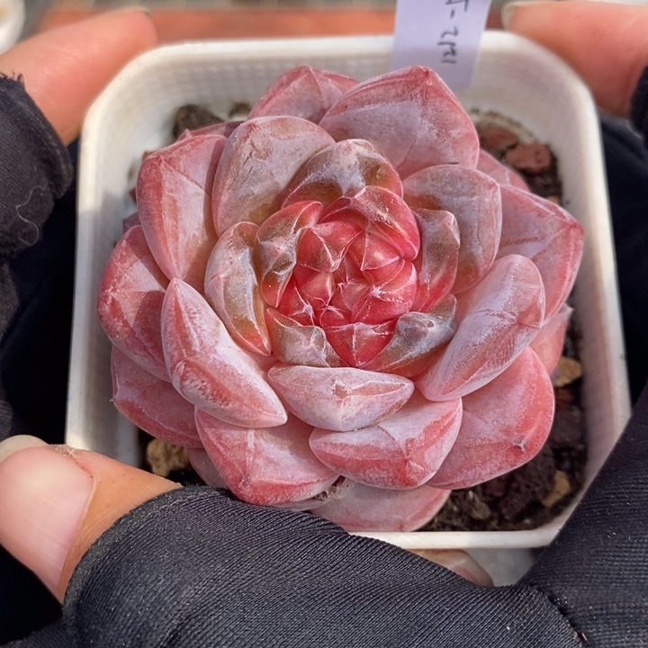 1212-574，粉魄多肉